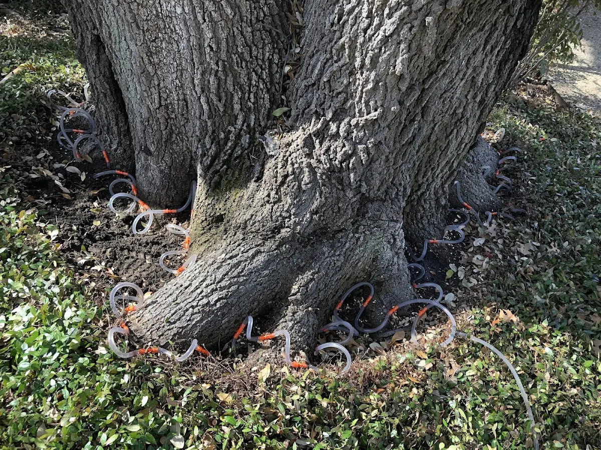 Detailed Tree Cabling and Bracing job site in Hoffmeister