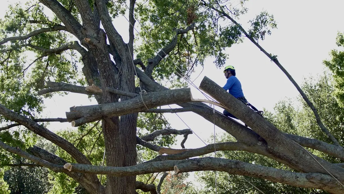 Professional Crown Thinning performed by certified arborists in Hoffmeister